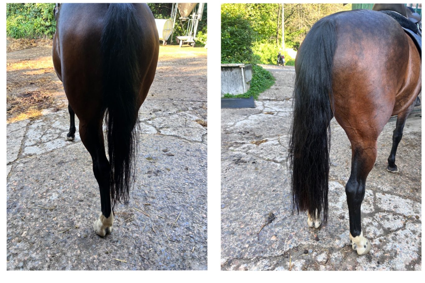 Leather Cap Schweif Toupet Schweiftoupet, Schweif Toupet, Schweif Extensions, Schweif verdichtung, Katharina Asbeck