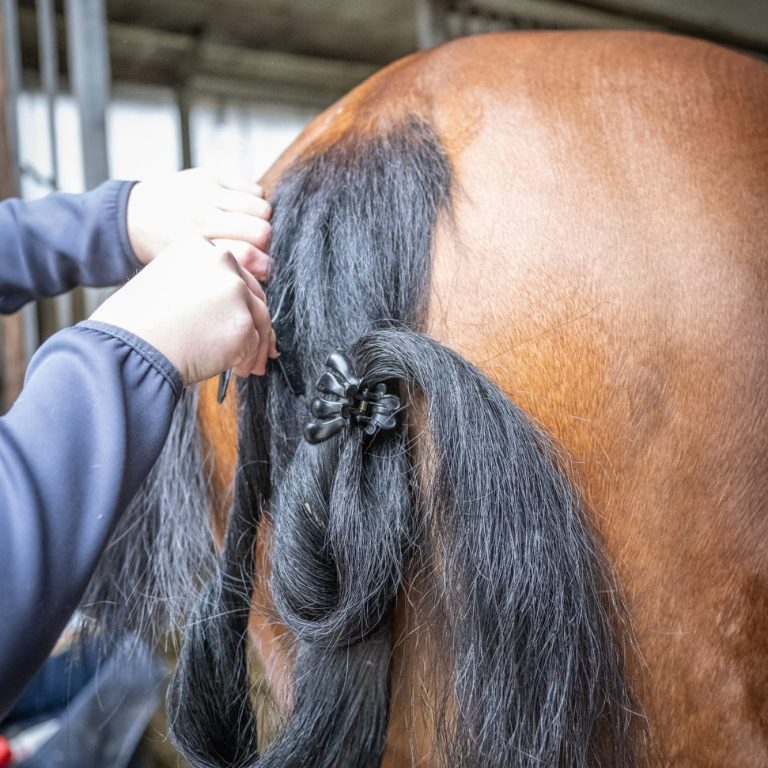 Abteilung und Vorbereitung für die Schweifextensions fürs Pferd