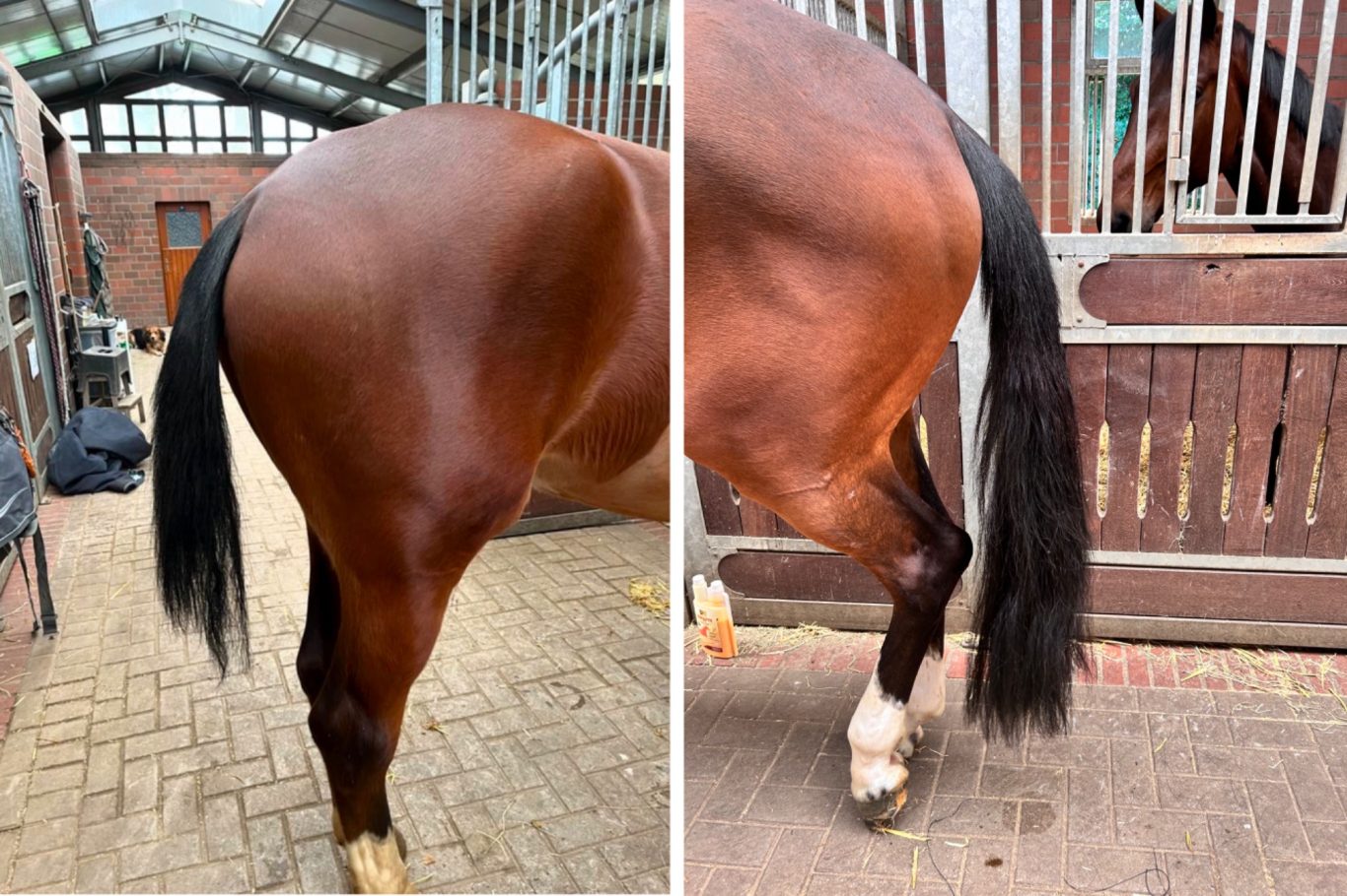 Verlängerung mit Schweifextensions Schweiftoupet, Schweif Toupet, Schweif Extensions, Schweif verdichtung, Katharina Asbeck