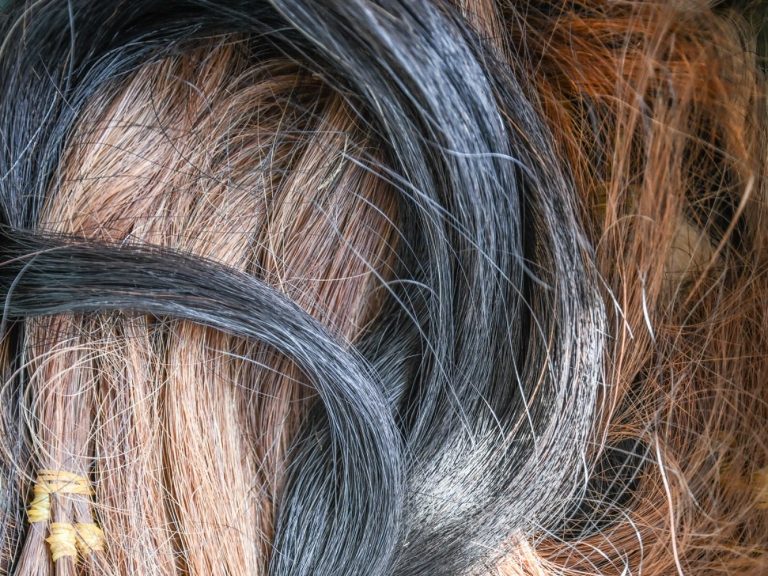 Verschiedene Farben vom Pferde Schweif, Schweifhaare, Schweif Haare