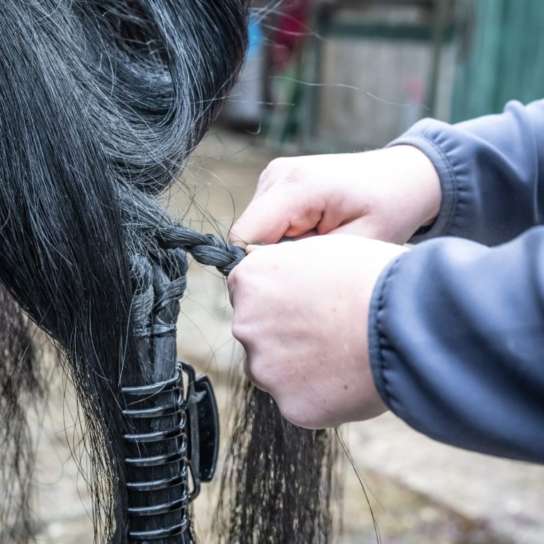 Einbau von Schweif Extensions vom Profi, Schweifextensions Pferd, Katharina Asbeck