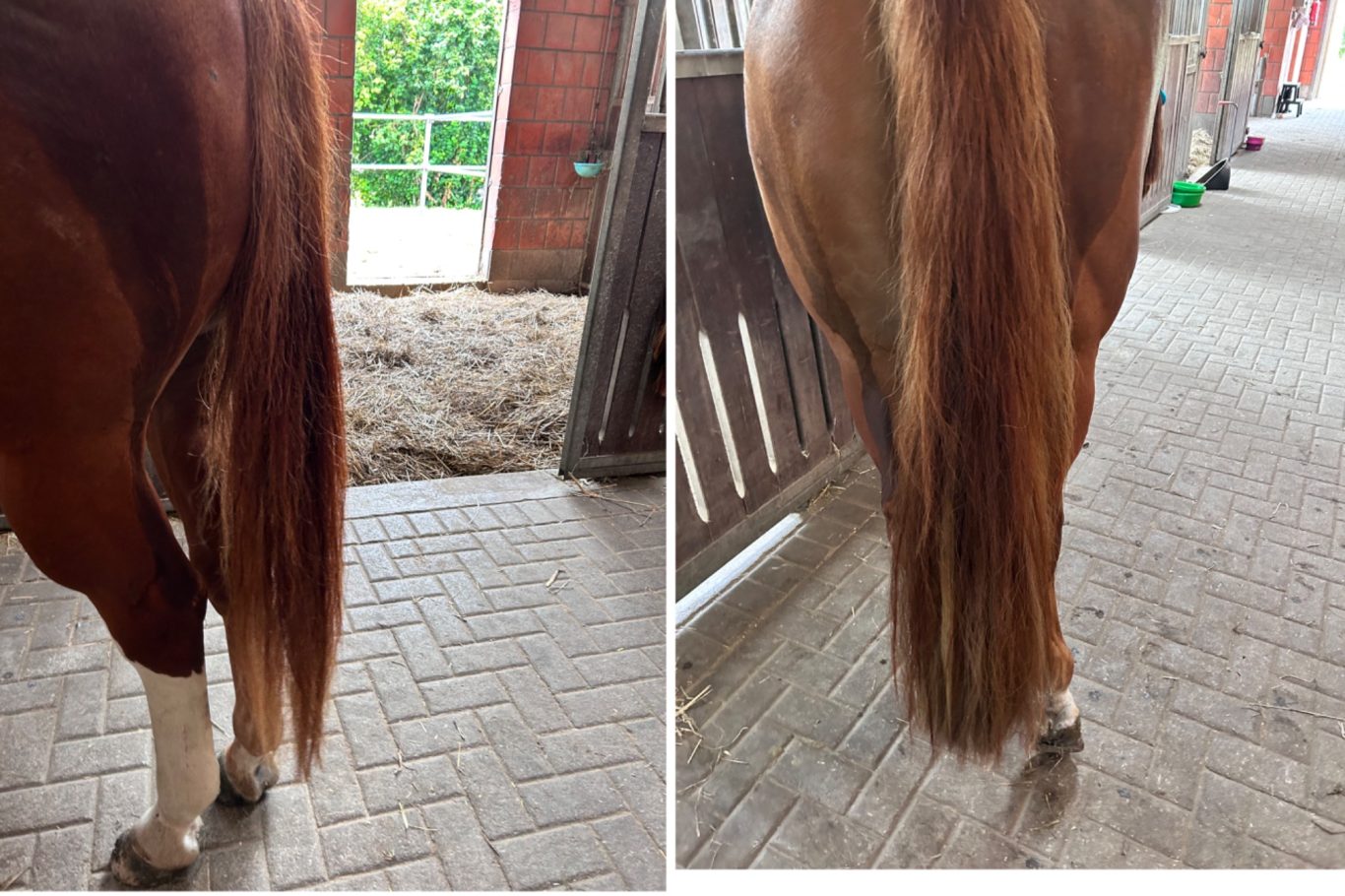 Schweif Extensions Schweiftoupet, Schweif Toupet, Schweif Extensions, Schweif verdichtung, Katharina Asbeck