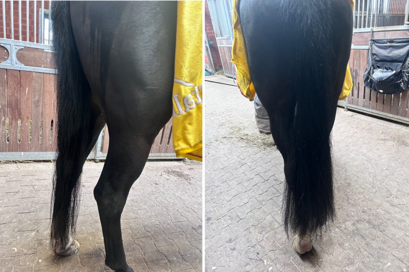 Schon mit 12 Schweifextensions zu diesem ergebniss Schweiftoupet, Schweif Toupet, Schweif Extensions, Schweif verdichtung, Katharina Asbeck