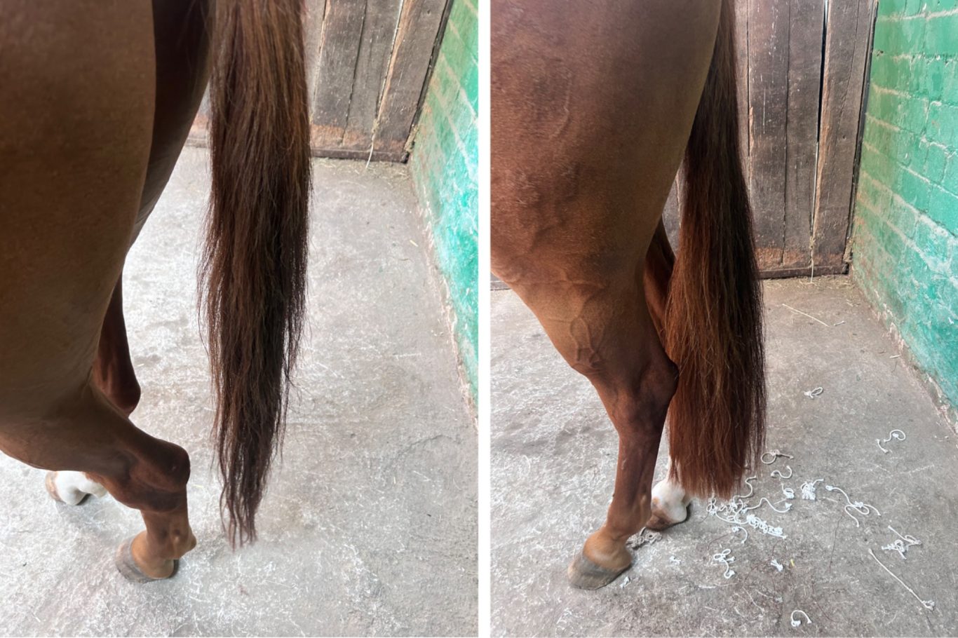 Auch hier sind Echte Pferdehaare zu Extensions geworden Schweiftoupet, Schweif Toupet, Schweif Extensions, Schweif verdichtung, Katharina Asbeck