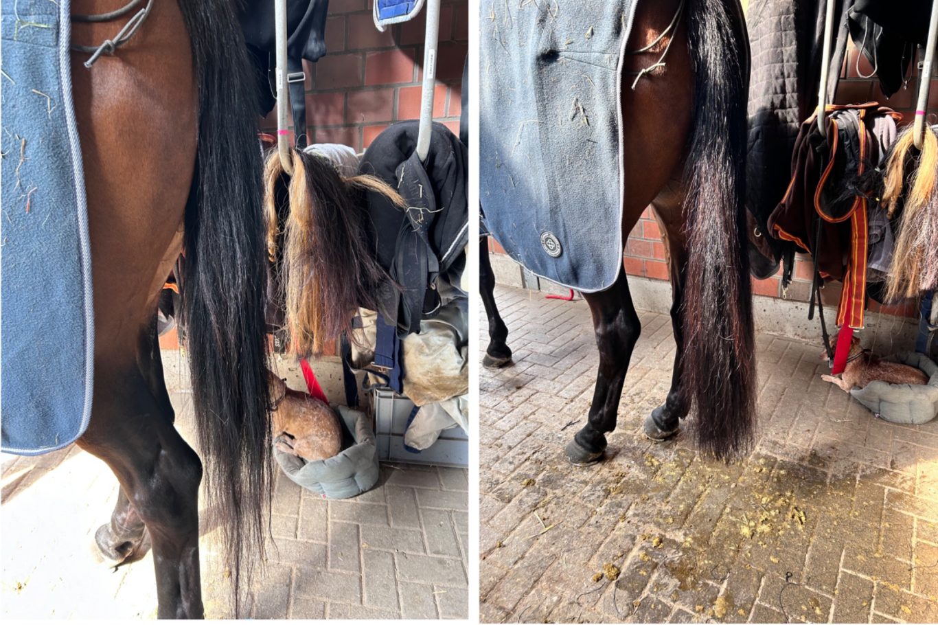 Verdichtung und Verlängerung durch Schweif Extensions. Schweiftoupet, Schweif Toupet, Schweif Extensions, Schweif verdichtung, Katharina Asbeck